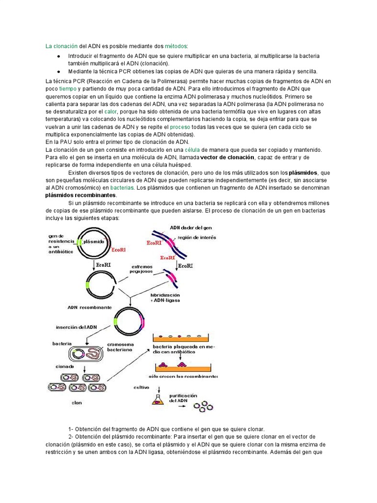 Clonación de ADN en Bacterias | PDF | Plásmido | Adn
