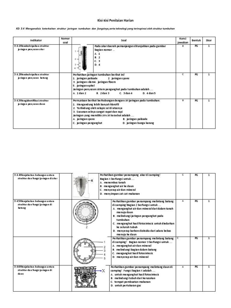 Contoh Soal Di Perluas Materi Struktur Dan Fungsi Tumbuhan