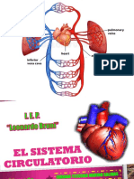 El Sistema Circulatorio