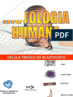 Histologia Humana