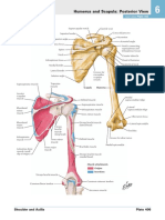 Humerus and Scapula: Posterior View : See Also Plate 183