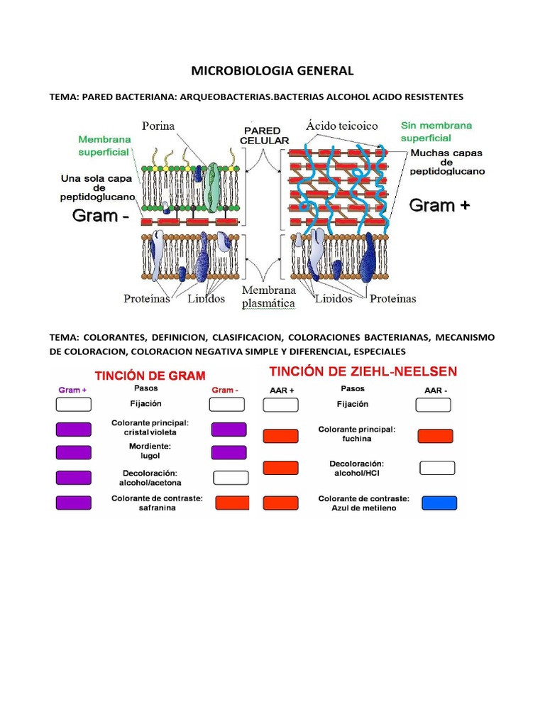 Estructura y Función del Flagelo Bacteriano | PDF | Las bacterias ...