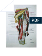 Biologia - Atlas de Anatomia Humana - Laminas