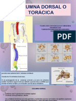 Columna Toracica.