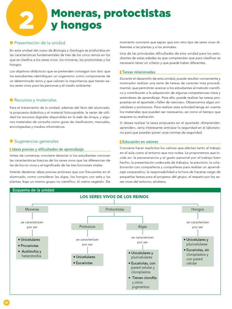 Reino Moneras Protoctistas | PDF | Algas | Hongo