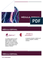 Medula Espinal