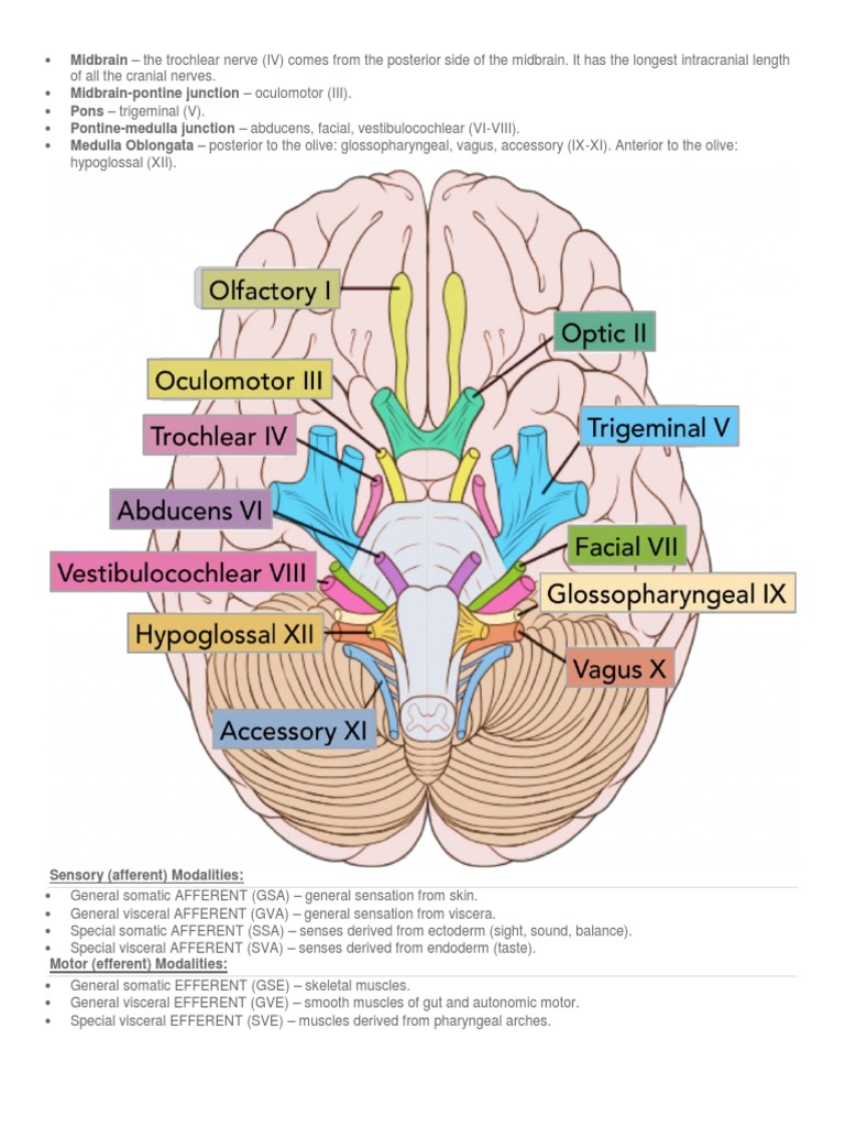 Cranial Nerves Summary 1 Neuroscience Science Mathematics