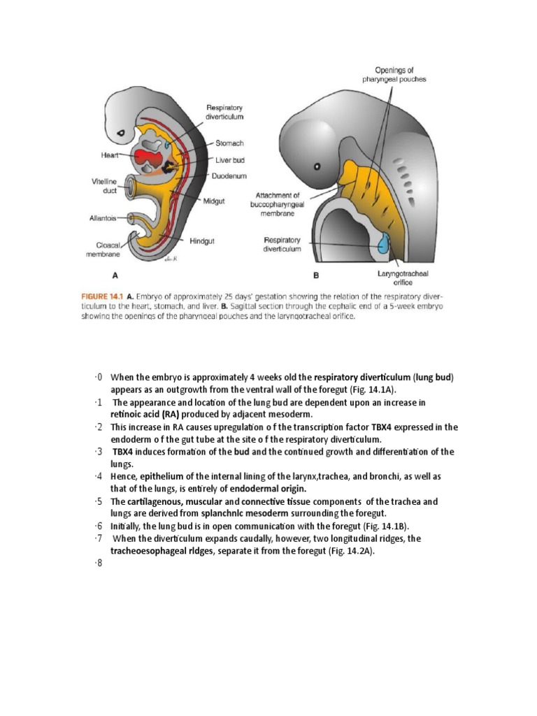 Respiratory Embryology | Download Free PDF | Larynx | Lung