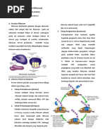 Rangkuman Materi Biologi Sel Ribosom