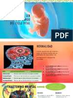 Desarrollo Del Ser Humano A Lo Largo Del Ciclo Vital