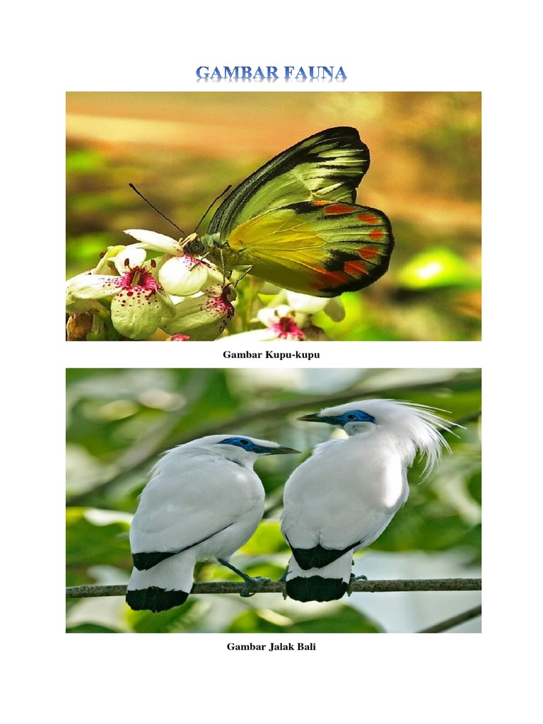 Unduh 8300 Koleksi Gambar Fauna. Com Terbaru Gratis HD