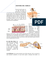 ANATOMIA DEL CABELLO.docx