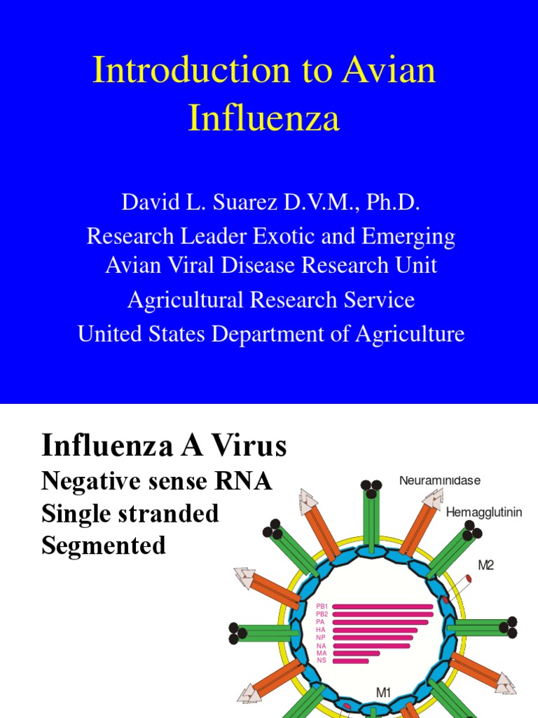 Overview of Avian Influenza Dynamics | PDF | Influenza A Virus Subtype ...