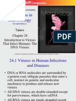 Chapter 24 DNA Viruses That Infect Humans