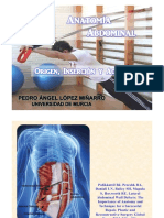 Anatomía Abdominal. Origen, Inserción y Acciones