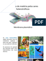 pp1 - Membrana plasmática