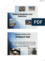 Webbed Feet: Seabird Adaptation and Behaviour
