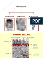 Papiloscopia: Identificación por huellas dactilares