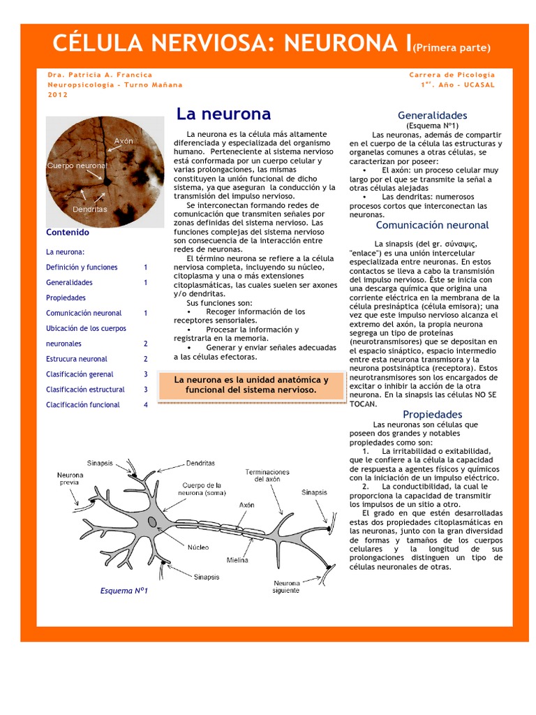Neurona 1 | PDF | Neurona | Sinapsis
