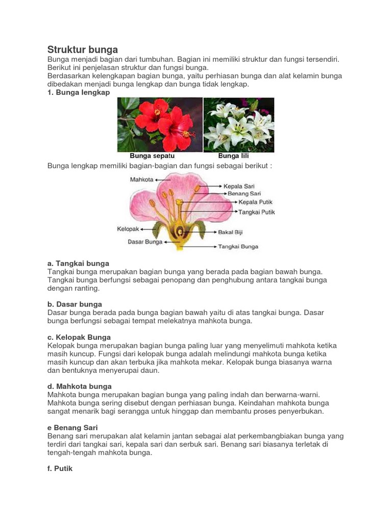 Bagian Bunga Yang Merupakan Alat Kelamin Betina Adalah Bagian Bunga Yang Merupakan Alat Kelamin Betina Adalah