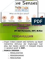 Anatomi Sistem Panca Indra