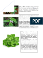 Plantas Medicinales