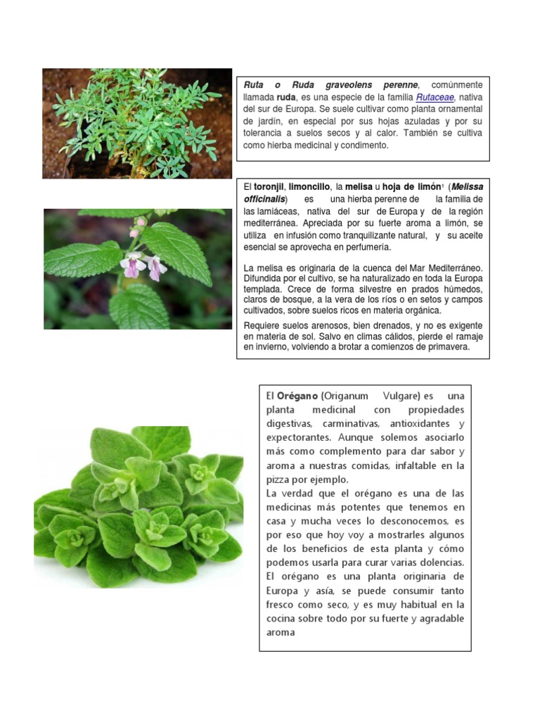 Plantas Medicinales Rosemary Edible Plants