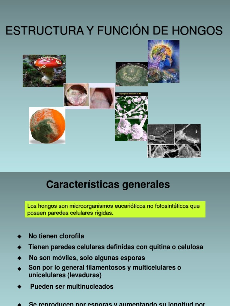 Estructura Y Función De Los Hongos La Increíble Biología Y