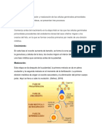 Formación y maduración de los óvulos en hembras