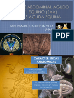 5 Colitis en Equinos PDF