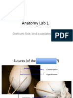Anatomy Lab 1: Cranium, Face, and Associated Bones