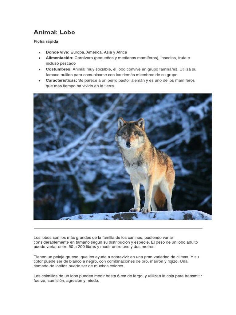 La sabiduría de los lobos by Eli H. Radinger on Apple Books, image size:768x1024