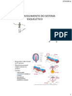 Sistema Esqueletico