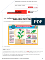 Las Partes de Una Planta y Sus Funciones Básicas - Todo Lo Que Debes Saber - ElPopular - Pe