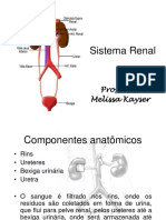 Anatomia Do Sistema Renal