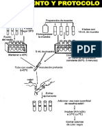 Protocolo Clostridium