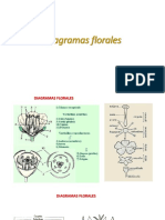 diagramas florales