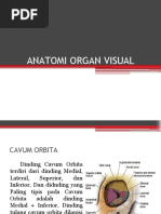 Anatomi Organ Visual