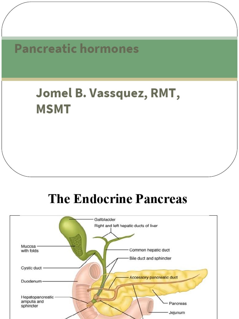 The Endocrine Pancreas Overview | PDF | Insulin | Pancreas