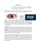 Anatomia Del Ojo