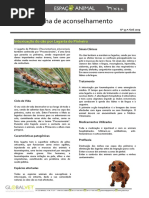 33 Intoxicação Do Cão Por Lagarta Do Pinheiro