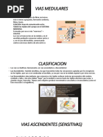 Vias Medulares - Cerebro