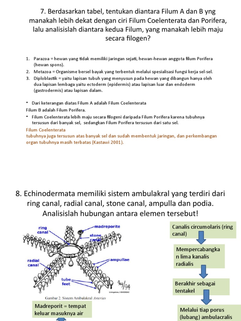 93+ Gambar Hewan Porifera Dan Coelenterata Terbaru