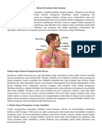 Sistem Pernafasan Pada Manusia