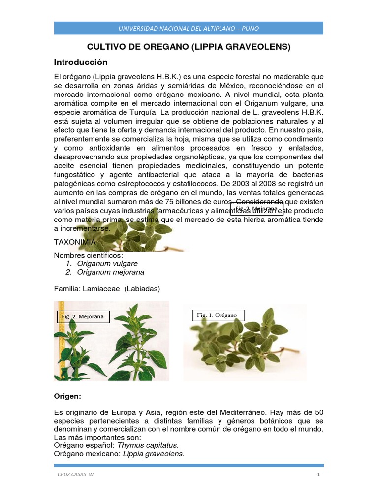 Cultivo de Orégano, PDF, Orégano