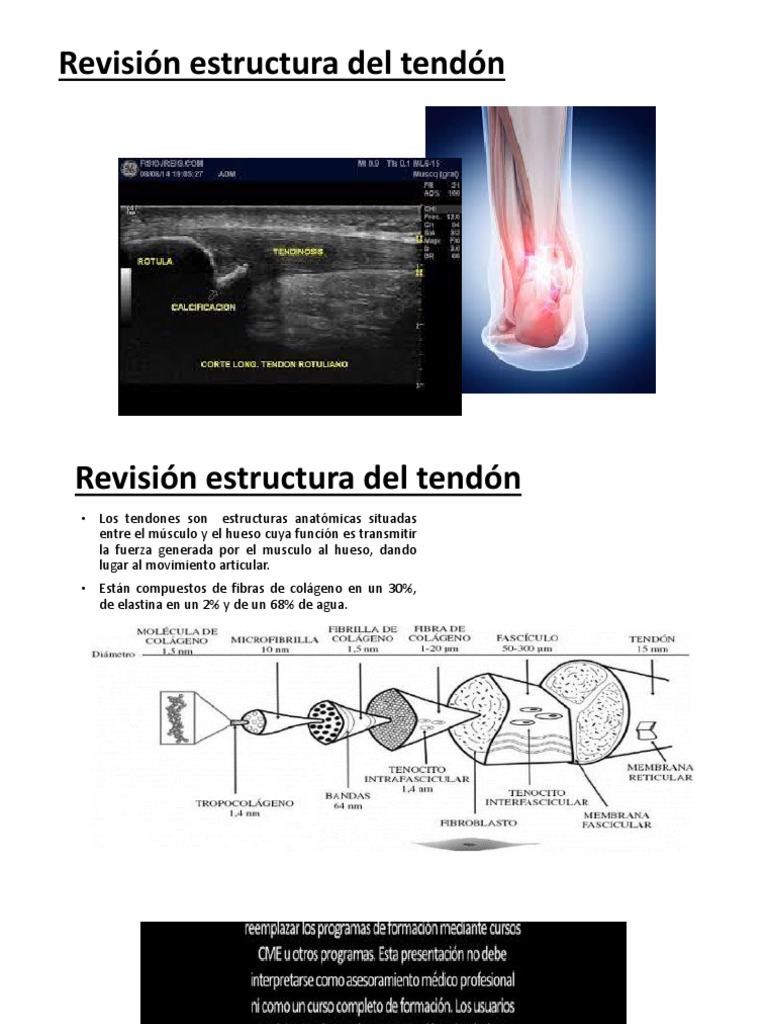 Tendon 1 | PDF | Tendón | Hueso