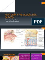 Anatomía y Fisiología Del Olfato