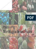 Clasificacion Frutos.pdf
