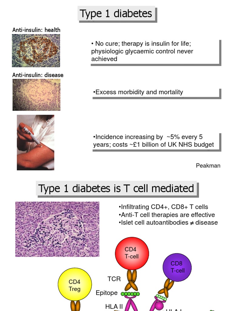 Understanding Type 1 Diabetes Mechanisms | PDF | T Cell | T Helper Cell