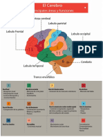 Infografia Del Cerebro